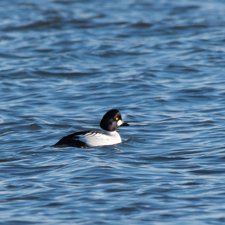 Common goldeneye - male